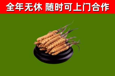 繁峙回收冬虫夏草