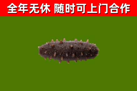 繁峙回收海参干